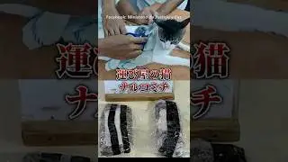 [Shocking] The courier cat 