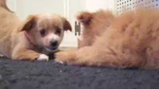 Michael Vick: Unseen Footage
