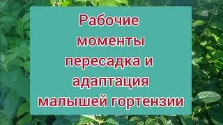 Как мы адаптируем малышей гортензии после пересадки🌱. Рабочие моменты