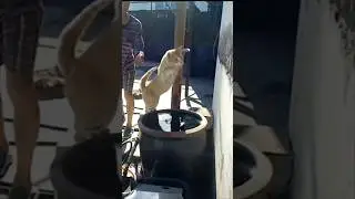 Прикольные животные 