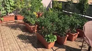 Küçük hobi bahçem