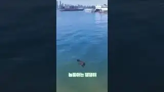#shorts 재밌는 동물영상 1