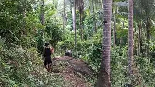 Papunta na sa ilog...leader pa ang kalabaw