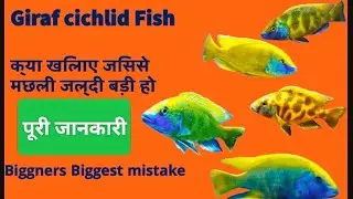 Giraffe Cichlid Fish Care: Tips for Thriving in Your Tank!