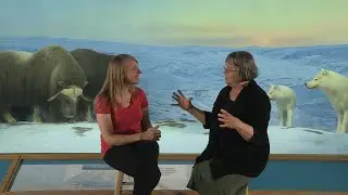 Muskoxen and Jackalopes
