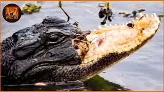 DEADLIEST Crocodiles Fail While Hunting and What Happened Next? Animal Fights