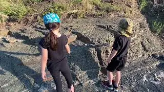 Fossils 2