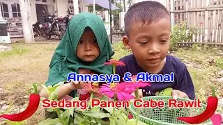 Annasya & Akmal Panen Cabe Rawit