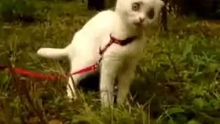 кошка дурешка.flv