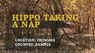 Bush TV - Hippo nap