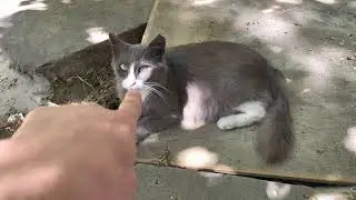 В приюте все по старому, Маруся толстуха, серая странная кошка