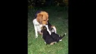 Beagles - Dos cachorros disponibles