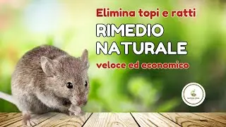Rimedio naturale efficace contro Topi e Ratti