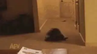 The Famous Rolling Raccoon