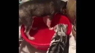 Stop make the floor wet you damn dog!.