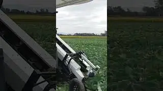YANMAR Cabbage Harvester HC Series #shorts #agrimachinery