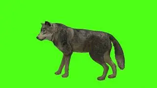 Green Screen Fox🦊 | No Copyright | Green Screen Fox Cartoon | Walking Fox