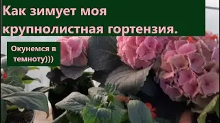 Как зимует крупнолистная гортензия и где хранятся зеленые черенки.