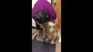 How Acupuncture Helps Dogs: Our Dog, Hudson, Gets a Treatment