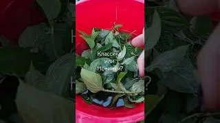 Какое ваше мнение?🤔 