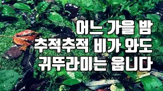어느 가을 밤, 추적추적 비가 와도 귀뚜라미는 웁니다.~