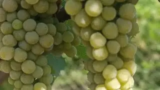 Мускаріс: початок виноробного сезону