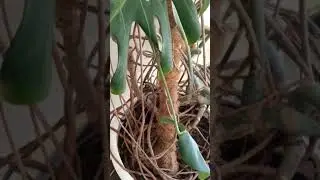 Почему воздушные корни МОНСТЕРЫ меняют оттенок?