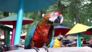 Parrot Mountain trip - lots of birds!