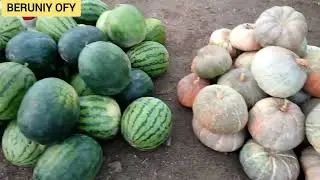 АБАЙ-ЭМКАДОС МОЛ КОЙ БОЗОРИ