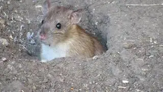 крысы и курятнике