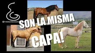 CÓMO AFECTA EL GEN CREAM A LAS CAPAS BÁSICAS