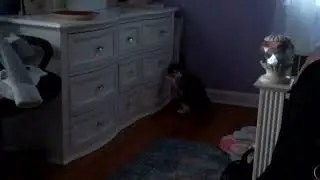 Just my cat trying to open a drawer lol