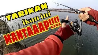 Mancing Casting di tambak digangguin bandeng