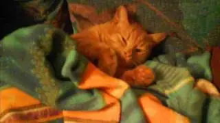 funny cat