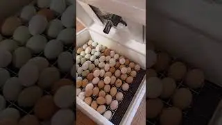 Сегодня такие дела 🤗
