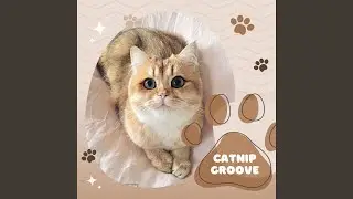 Catnip Groove
