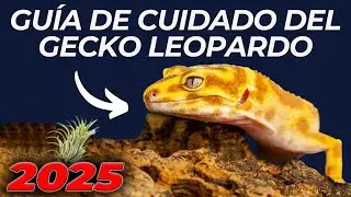 Guía Completa de Cuidado del Gecko Leopardo 2025