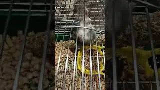 Боевой 🐹🐹🐹 хомяк спецназа 😎