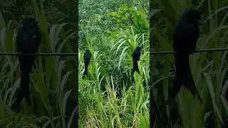 Bangladeshi bird videography. with Sony Xperia 1 mark 3 #blog #myfirstvlog #birds #video
