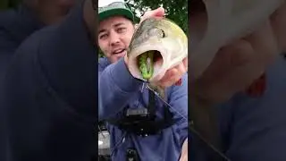 Si les poissons avaient des cordes vocales ça donnerait ça !