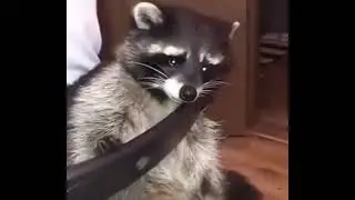 sad racoon crying meme template