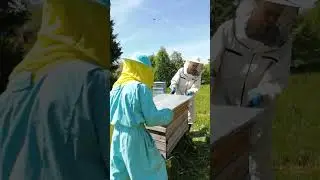 Улей из поддонов