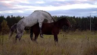 Hot Horse Mating