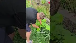 Собираем КАБАЧКИ