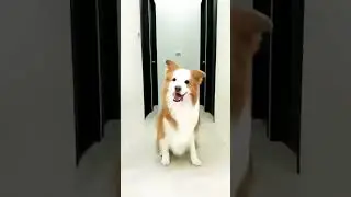 #dance #inderr #song #dog #doglover #cute #puppy #funny #haryanvisong #haryanvi
