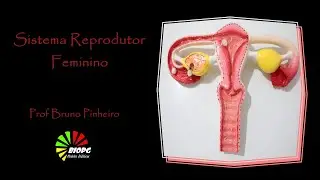 AULA PRÁTICA DO SISTEMA REPRODUTOR FEMININO/UTILIZANDO MODELO DIDÁTICO/PROF BRUNO PINHEIRO