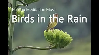 Rain Sounds with Tibetan Singing Bowls and Birds chirping sleep Music Healing Stress Relief