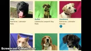 adopt me pweez!!