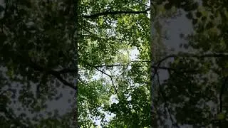 Иволга поёт у Волги