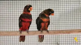 The Dusky Lory (Pseudeos fuscata)| Gift Of Flight | Exotic Lories | Indian Aviculture | Orange Phase